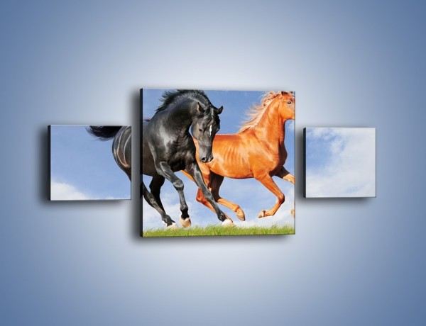 Obraz na płótnie – Czarny rudy i koń – trzyczęściowy Z241W4