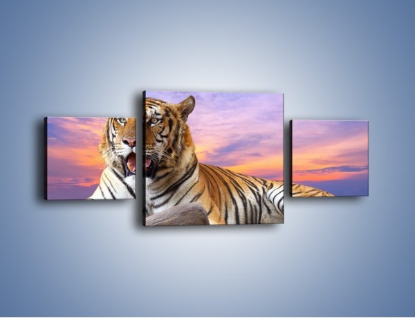 Obraz na płótnie – Tygrys o zachodzie słońca – trzyczęściowy Z246W4