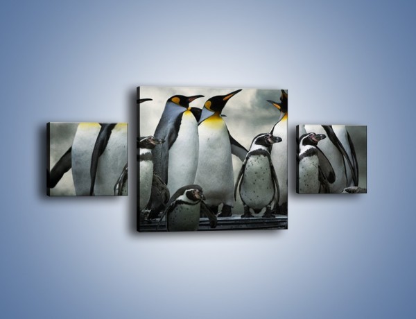 Obraz na płótnie – Pingwinki z madagaskaru – trzyczęściowy Z247W4
