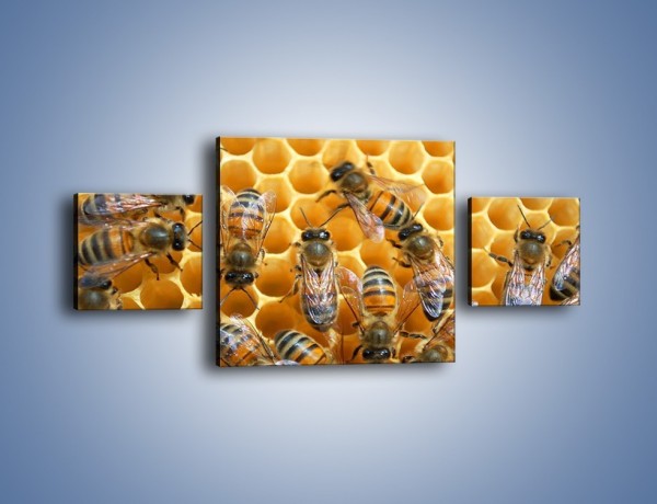 Obraz na płótnie – Pszczoły na plastrze miodu – trzyczęściowy Z265W4