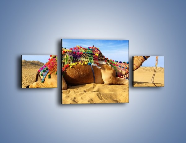 Obraz na płótnie – Wystrojony wielbłąd na pustyni – trzyczęściowy Z266W4