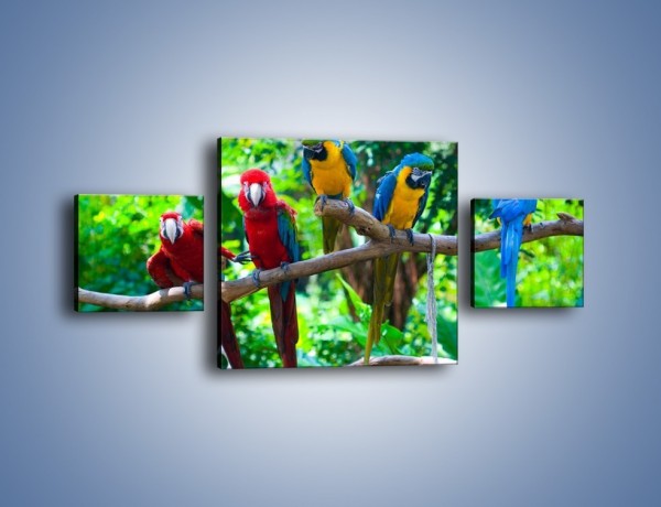 Obraz na płótnie – Obrażona koleżanka w gronie papug – trzyczęściowy Z269W4