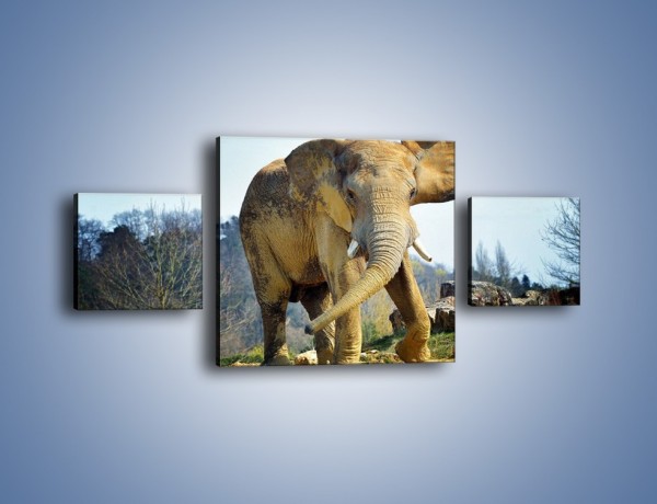 Obraz na płótnie – Ciężkie życie słonia – trzyczęściowy Z273W4