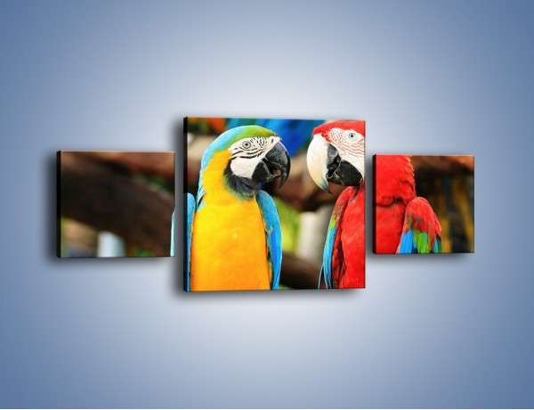 Obraz na płótnie – Ploty papuzie – trzyczęściowy Z276W4