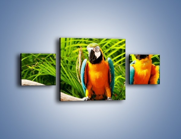 Obraz na płótnie – Papugi na tle paproci – trzyczęściowy Z278W4