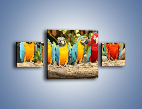 Obraz na płótnie – Sześć papug czeka na siódmego – trzyczęściowy Z279W4