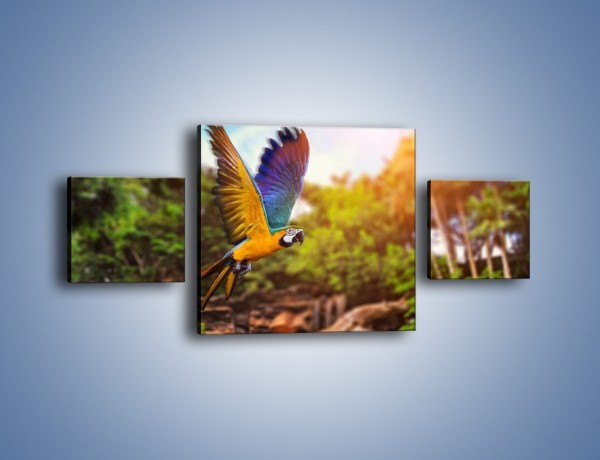 Obraz na płótnie – Kolorowa papuga w locie – trzyczęściowy Z280W4