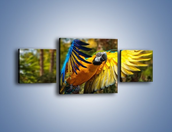 Obraz na płótnie – Rozłożone barwne skrzydła papugi – trzyczęściowy Z281W4