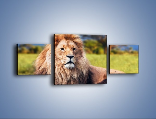 Obraz na płótnie – Dostojny lew na sawannie – trzyczęściowy Z282W4