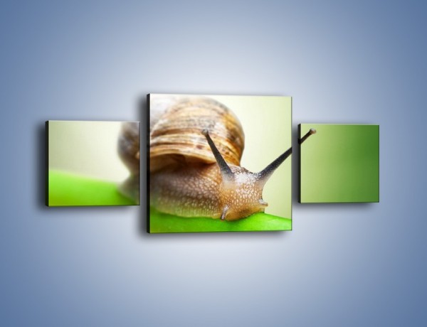 Obraz na płótnie – Ślimak pokaż rogi – trzyczęściowy Z283W4