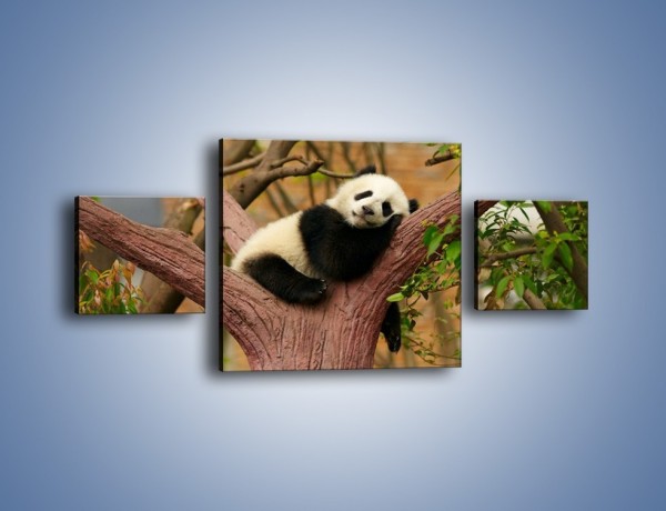 Obraz na płótnie – Sen pandy na drzewie – trzyczęściowy Z286W4