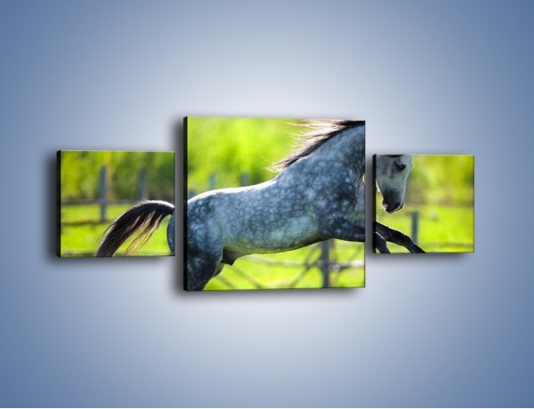 Obraz na płótnie – Koń w zagrodzie wiejskiej – trzyczęściowy Z289W4