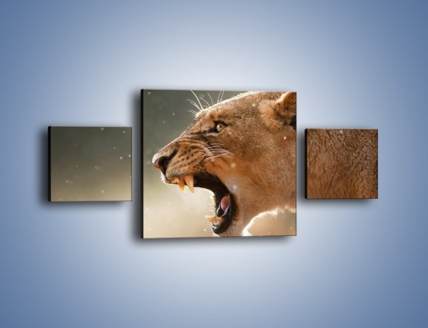 Obraz na płótnie – Ostrzeżenie lwiej samicy – trzyczęściowy Z299W4
