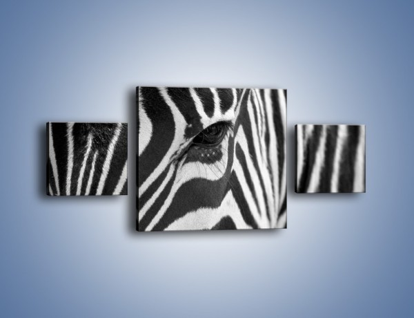 Obraz na płótnie – Zebra z bliska – trzyczęściowy Z301W4