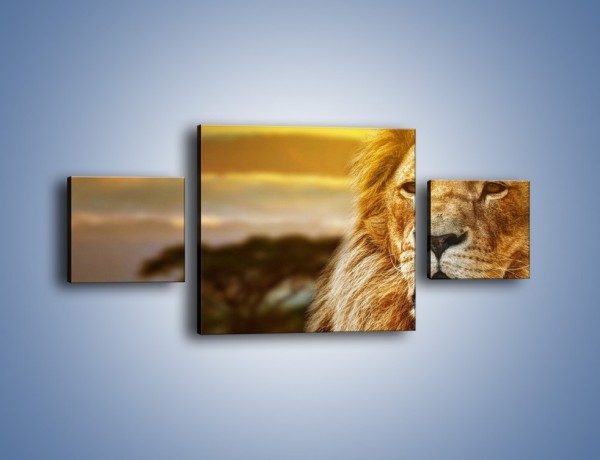 Obraz na płótnie – Dojrzały wiek lwa – trzyczęściowy Z303W4