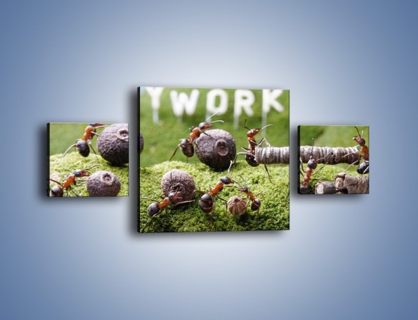 Obraz na płótnie – Ciężka praca mrówek – trzyczęściowy Z308W4