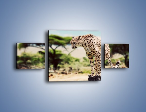 Obraz na płótnie – Cała zwinność geparda – trzyczęściowy Z315W4