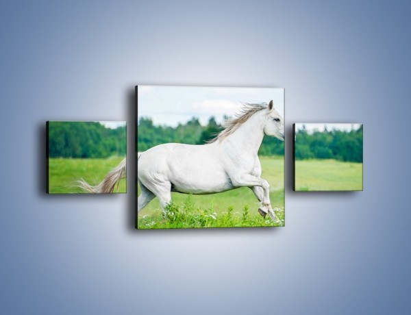 Obraz na płótnie – Biały koń i leśna polana – trzyczęściowy Z317W4