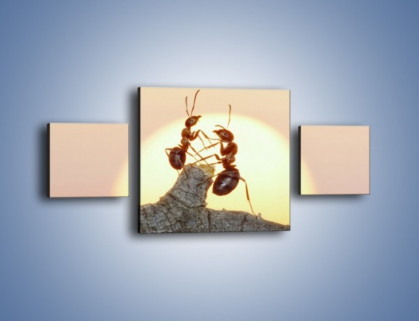 Obraz na płótnie – Mrówki w trakcie zabawy – trzyczęściowy Z319W4