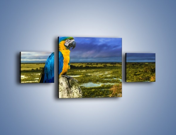 Obraz na płótnie – Papuga w kolorze wzburzonego nieba – trzyczęściowy Z320W4