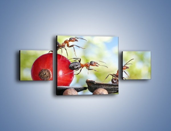 Obraz na płótnie – Mrówki i ich powóz – trzyczęściowy Z325W4