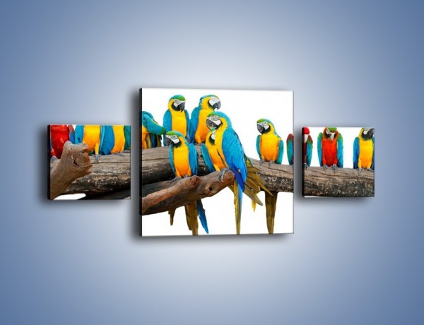 Obraz na płótnie – Kolorowe stado papug – trzyczęściowy Z326W4