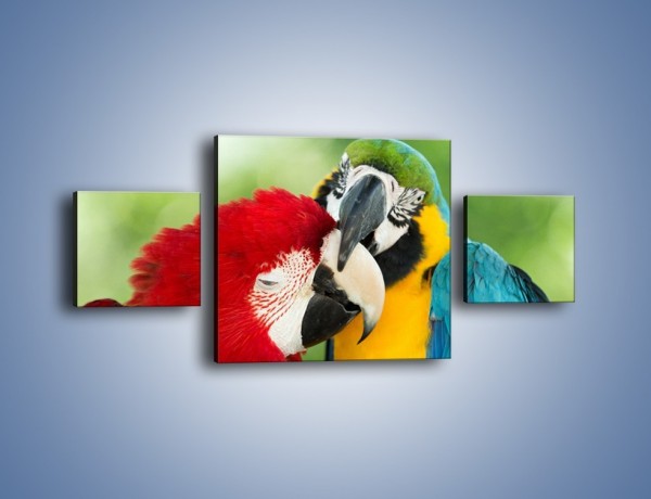 Obraz na płótnie – Miłość między papugami – trzyczęściowy Z333W4