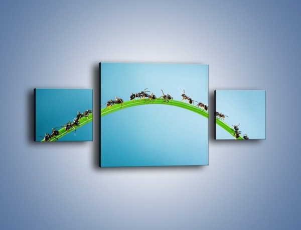 Obraz na płótnie – Mrówki na zielonym moście – trzyczęściowy Z336W4