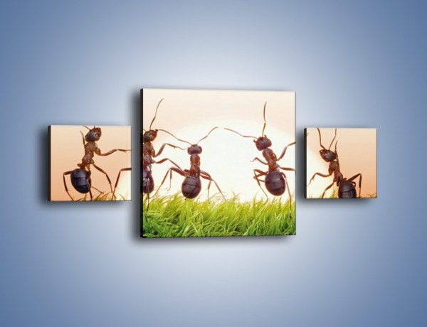 Obraz na płótnie – Taniec mrówek na trawie – trzyczęściowy Z338W4