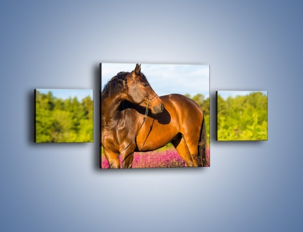 Obraz na płótnie – Koń w lawendowym polu – trzyczęściowy Z340W4