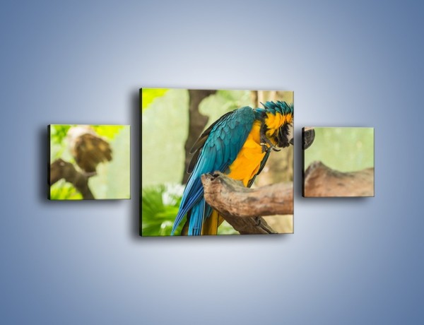 Obraz na płótnie – Zła potargana papuga – trzyczęściowy Z345W4