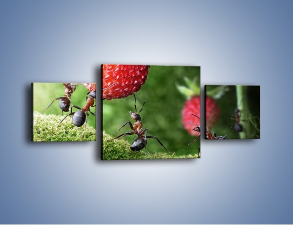 Obraz na płótnie – Mrówki i truskawka – trzyczęściowy Z347W4