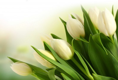 Białe tulipany na zgodę - K400