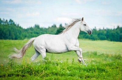 Biały koń i leśna polana - Z317