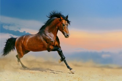 Brązowy koń na pustyni - Z011