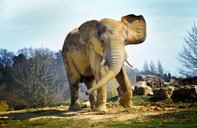 Ciężkie życie słonia - Z273
