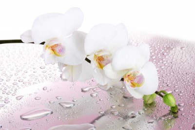 Czysta biel kwiata po deszczu - K618