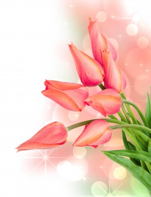 Dobrze zakręcone tulipany - K265