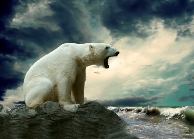 Donośny krzyk polarnego niedźwiedzia - Z114