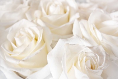 Dywan z białych róż - K711