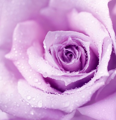 Jasny fiolet w róży - K894