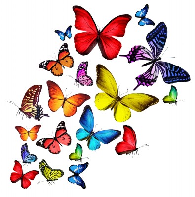 Kolorowo wśród motyli - Z236