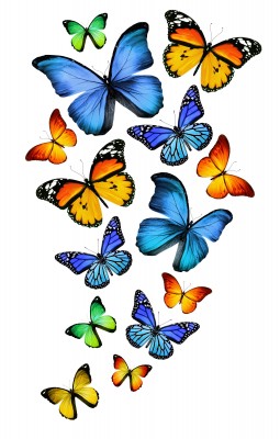Kolory lata w motylich skrzydłach - Z237
