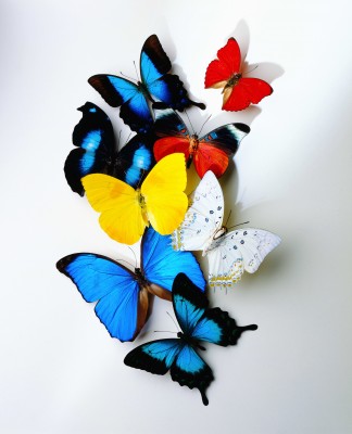 Kompozycja kolorowych motyli - Z009