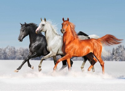 Konie w kolorach - Z261
