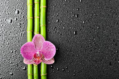 Kwiat na bambusie - K519