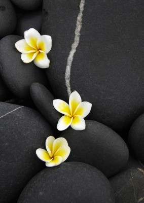 Kwiaty wrzucone w kamienne szczeliny - K934