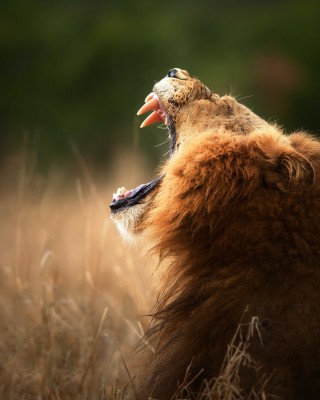 Lew królem zwierząt - Z300