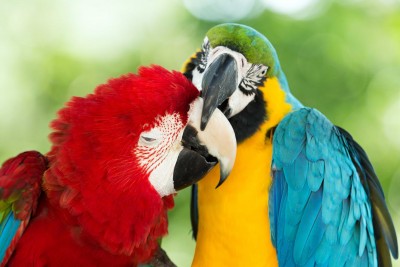 Miłość między papugami - Z333