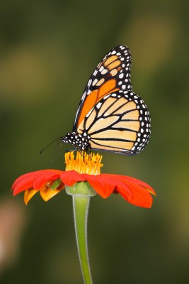 Motyl w kolorach wiosny - Z022